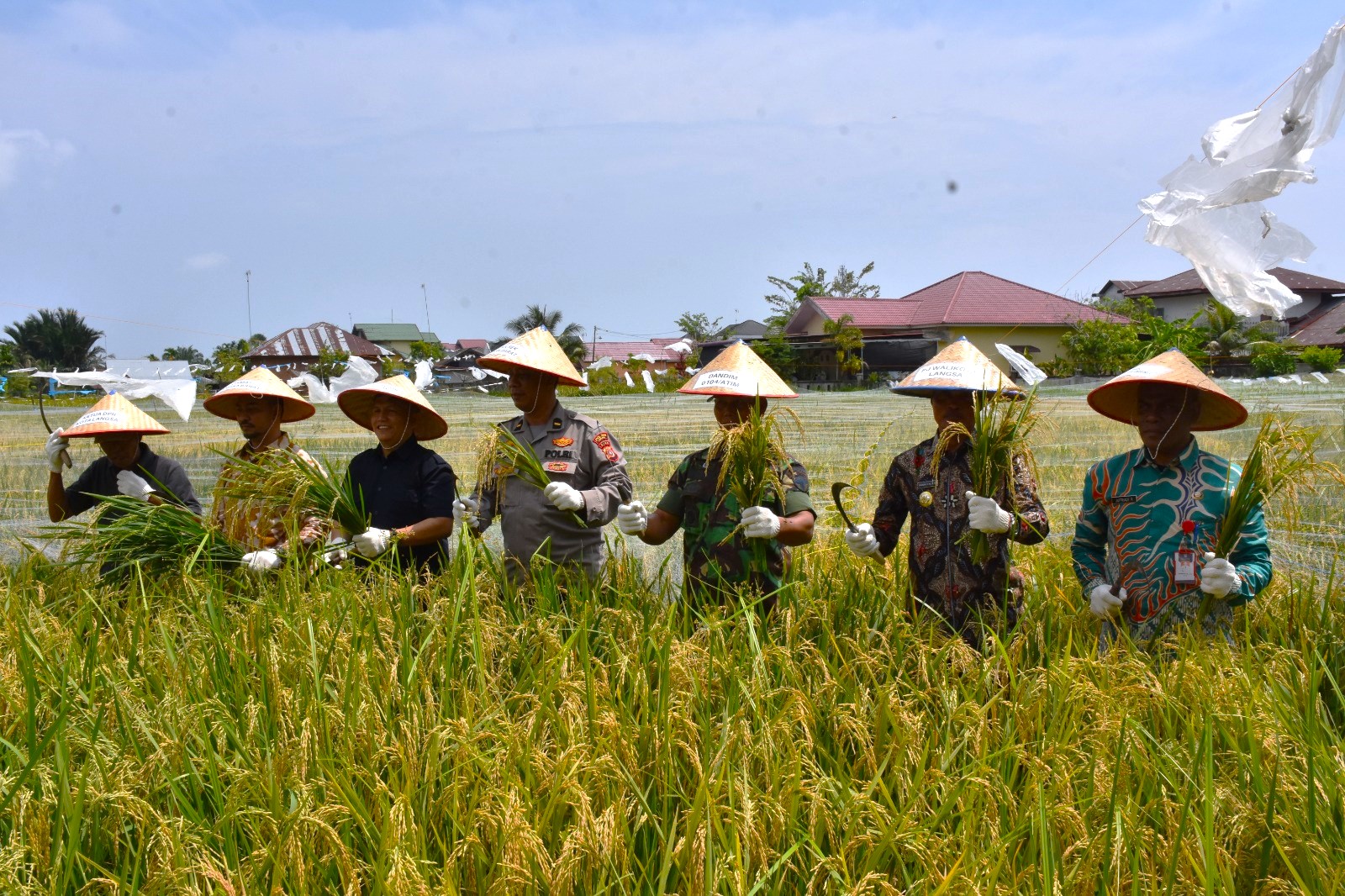 Pj. Walikota Langsa Bersama Forkopimda Panen Perdana Padi Program Ketahanan Pangan Gampong Matang Seulimeng